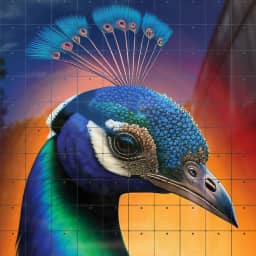 Peacock full color shine