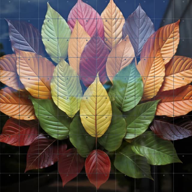 Collection of dry autumn leaves